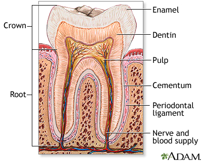 Tooth anatomy