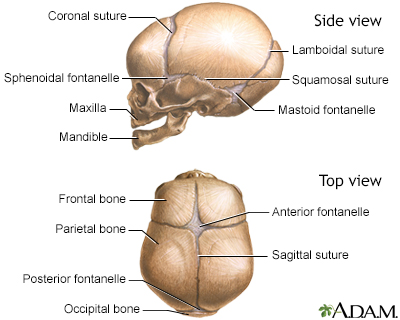 Skull of a newborn