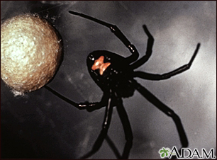 Black widow spider