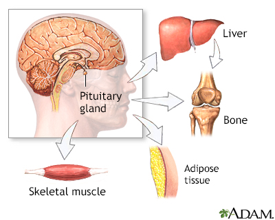 Growth hormone stimulation test - series