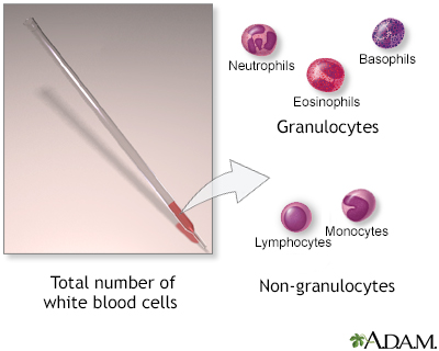 White blood cell count - series