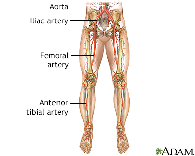 Arterial bypass leg - series - Normal anatomy