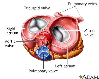 Heart valves - superior view