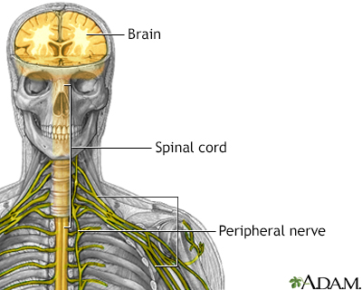 Nervous system