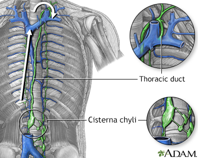 Circulation of lymph