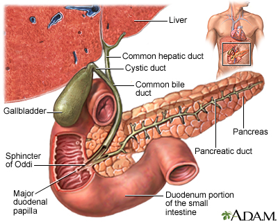 Gallbladder