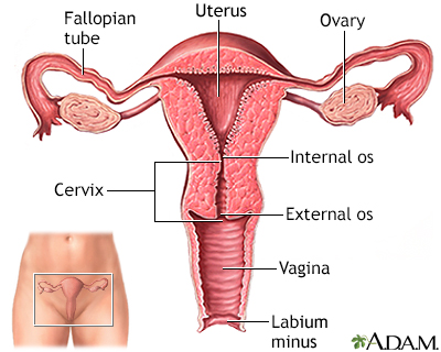 Uterus