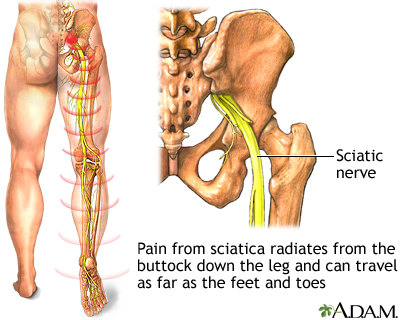 Sciatic nerve