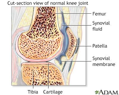 Synovial fluid