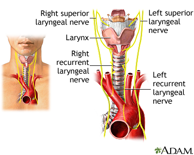 Nerves of the larynx