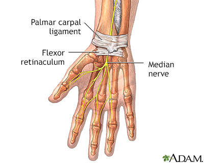 Wrist anatomy