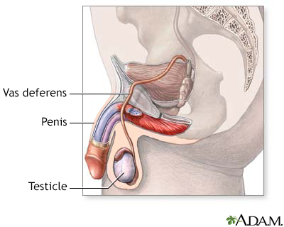 Male reproductive system