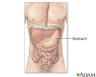 Normal abdominal anatomy