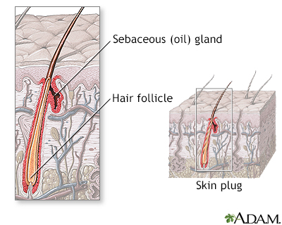 Hair follicle anatomy