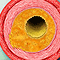 Cholesterol and triglyceride test