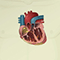 Electrocardiogram - ECG - recording