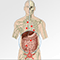 How cancer spreads through the body