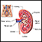 Kidney anatomy