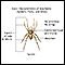 Arachnids - basic features