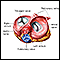 Heart valves - superior view