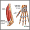 Tendon vs. ligament