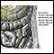 Autonomic Nerves