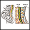 Epidural - series