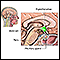 Hypothalamus