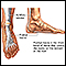 Plantar fascia