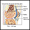 Synovial fluid