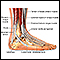 Ankle anatomy