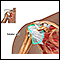 Rotator cuff repair - series - Normal rotator cuff