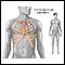 ECG electrode placement