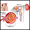 Glomerulus and nephron