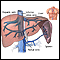 Hepatic venous circulation