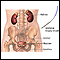 Ureteral biopsy