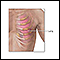 Ribs and lung anatomy