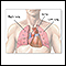 Thoracic organs