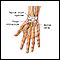 Wrist anatomy