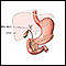 Gallbladder anatomy