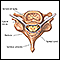 Vertebra and spinal nerves